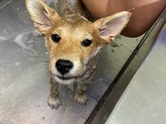 -爱侣宠医·鹦鹉专科·小型哺乳类·异宠专科(灵石路店)