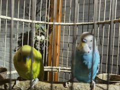 -哈哈曲艺社(西门闲亭店)