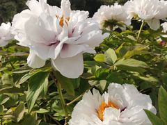 -莲花池公园