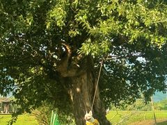 -新疆那拉提国家旅游度假区