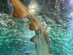-悉尼海洋生物水族馆
