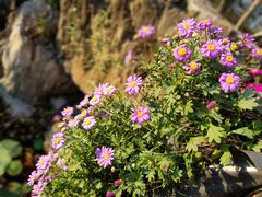 -南通洲际绿博园