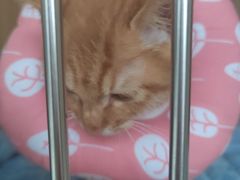 -谐和贝康宠物医院24小时·宠保定点(急重症转诊中心)