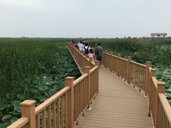 -白洋淀景区