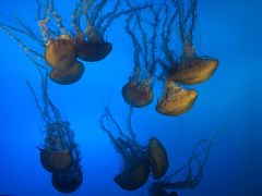 -太平洋海底世界