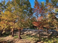 -白水寺森林公园