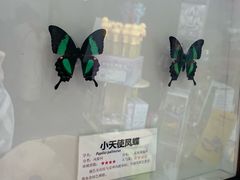 -上海大自然野生昆虫馆(东方明珠·爬宠昆虫探索中心)