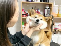 -Oh My Dog宠物沙龙(伊珊娜皮毛护理店)