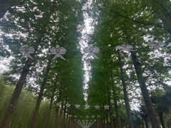 -黄海国家森林公园