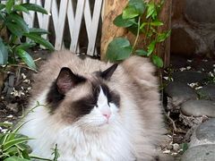 -喵屿·大理花园猫咖