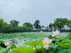 -无锡蠡湖国家湿地公园-蠡园
