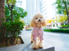-爱宠屋pet shop·宠物洗澡·宠物美容