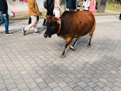 -天坛大佛