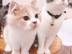 -李小姐の猫咖啡馆(五角场店)