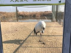-盐城丹顶鹤湿地生态旅游区