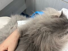 -博特宠物医院24h犬猫全科.骨科·异宠