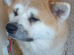 -喜柴咖啡·柴犬狗咖