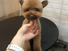 -PETKIT小佩宠物(古北店)