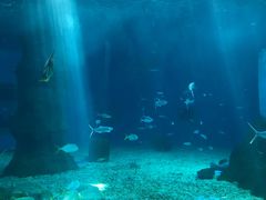 -北戴河圣蓝海洋公园