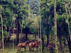 -武陵山森林公园