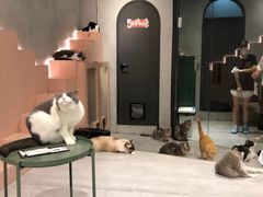 -猫儿山۰猫主题餐厅