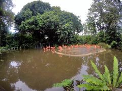 -新加坡飞禽公园