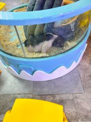 -神奇动物撸宠馆·羊驼·小浣熊·异宠(豫园店)