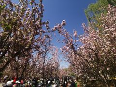 -海棠花溪(元大都城垣遗址公园)