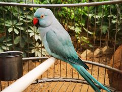 -南宫五洲植物乐园