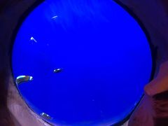 -芜湖新华联大白鲸海洋公园