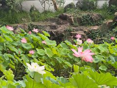 -上海醉白池公园