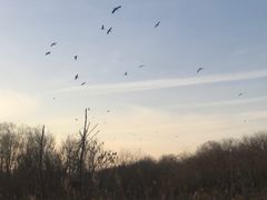 -盐城丹顶鹤湿地生态旅游区