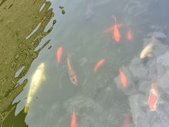 -海天楼中餐厅(吴宫泛太平洋酒店)