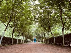 -合肥滨湖国家森林公园