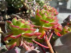 -四姑娘山阿巴郎·藏式花园餐厅