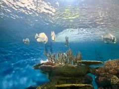 -上海海洋水族馆