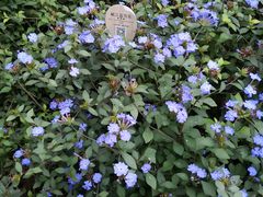 -成都市活水公园