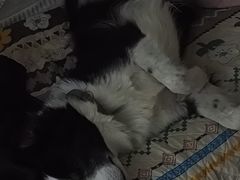 -天津前进宠物医院(前进道店)