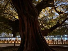 -江心屿景区