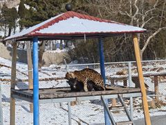 -西霞口神雕山野生动物世界