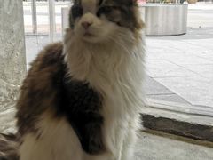 -more than meow吴止猫主题餐厅(承德 中船汇店)