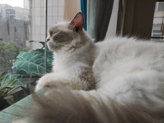 -喵喵咪呀布偶猫咖(春熙路店)