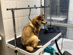 -爱宠屋pet shop·宠物洗澡·宠物美容