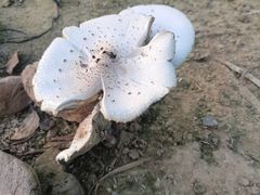 -尊宝比萨(厦大店)