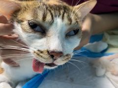 -爱诺耐芙动物医院(万博店)