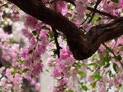 -深圳国际园林花卉博览园