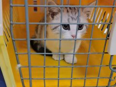 -瑞派福兴宠物医院犬猫全科·骨科·中西医结合(河东店)