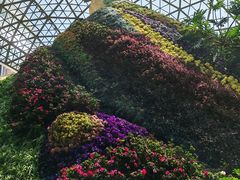 -花之城