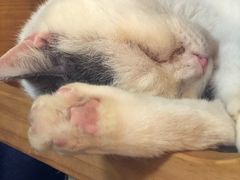 -more than meow吴止猫主题餐厅(承德 中船汇店)