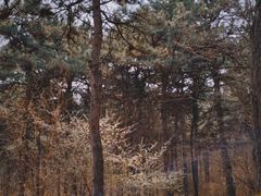 -北京西山国家森林公园